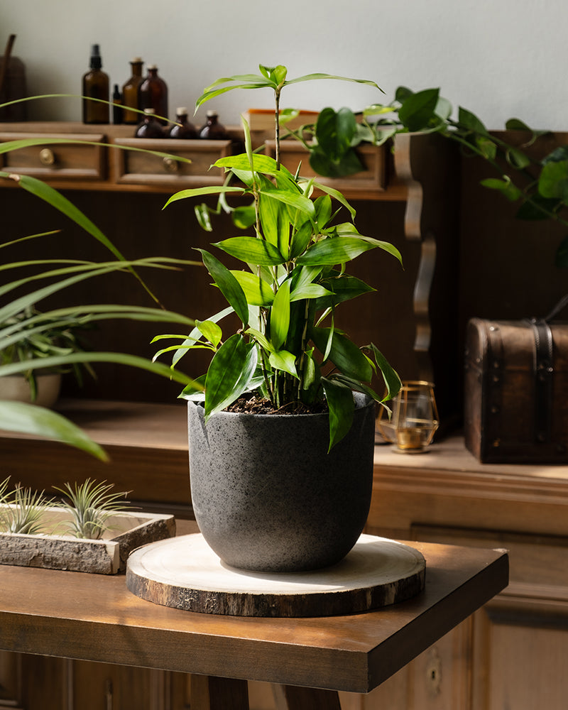 Bambus-Drachenbaum in einem schwarzen Keramiktopf auf einem Holztisch in einer Küche