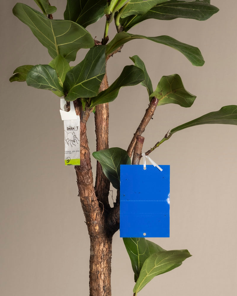 Bekämpfungsset gegen Thripse