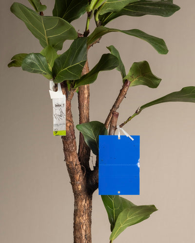 Bekämpfungsset gegen Thripse