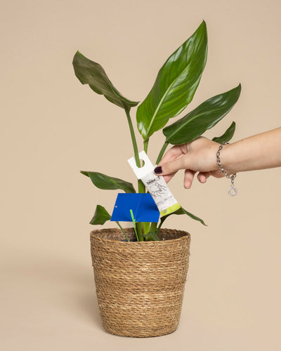 Bekämpfungsset gegen Thripse