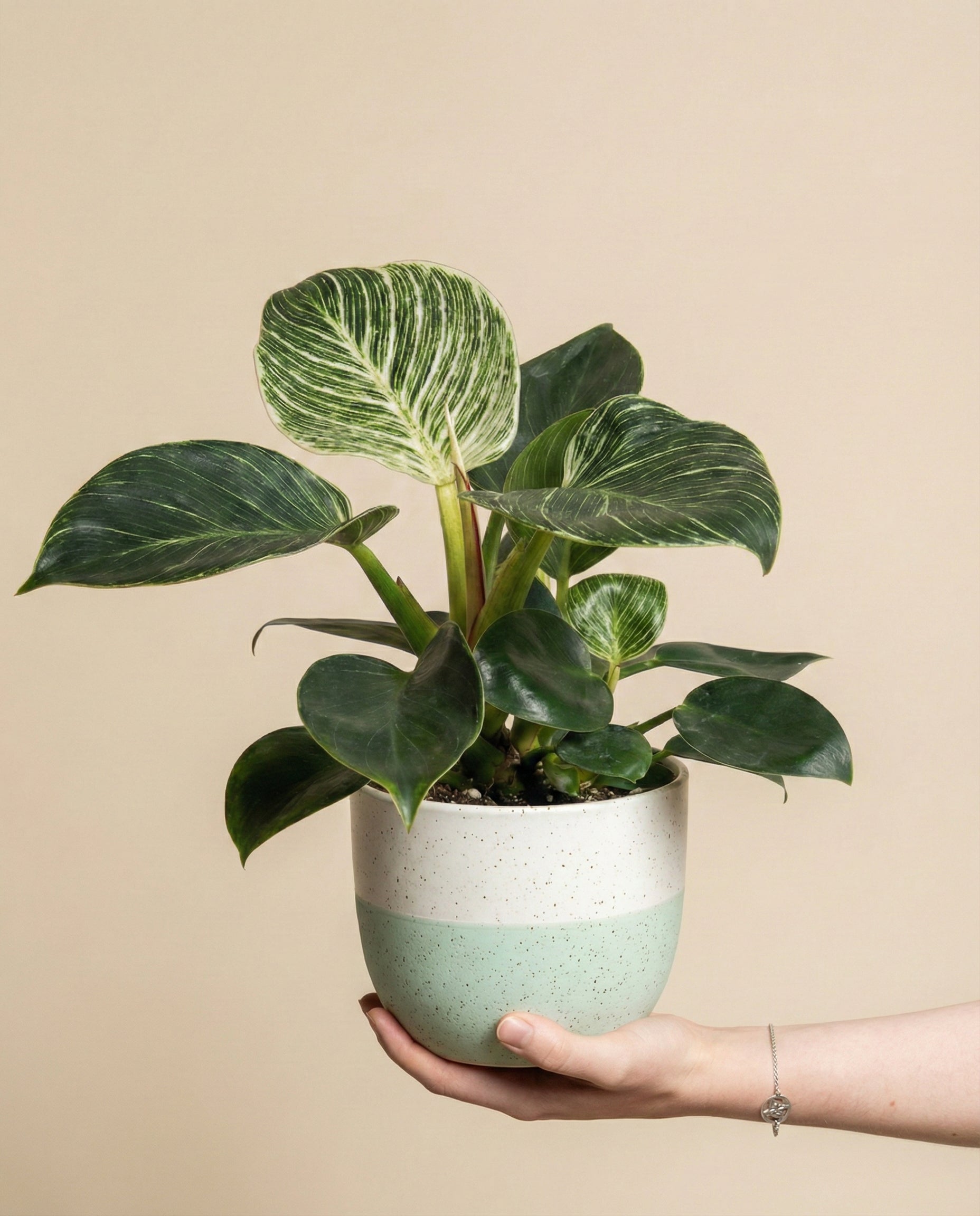 Eine Hand hält einen Philodendron 'Birkin' - eine Fee mit großen grünen, herzförmigen Blättern und weißen Streifen. Diese pflegeleichte Pflanze steht in einem Keramiktopf - oben weiß gesprenkelt, unten hellgrün - vor einem beigen Hintergrund.