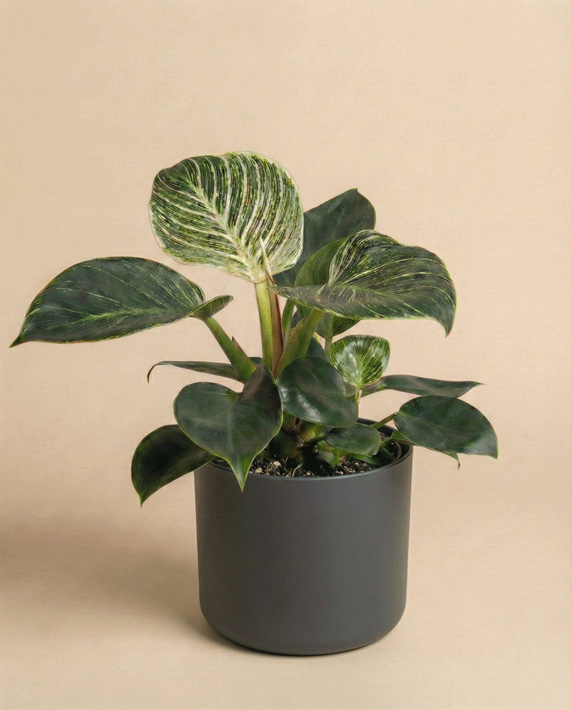 Der Philodendron 'Birkin' - feey verfügt über große, dunkelgrüne Blätter mit hellgrünen und weißen Streifen in einem matten dunkelgrauen Topf mit Spezialsubstrat, wodurch er pflegeleicht und stilvoll für jeden Raum ist.