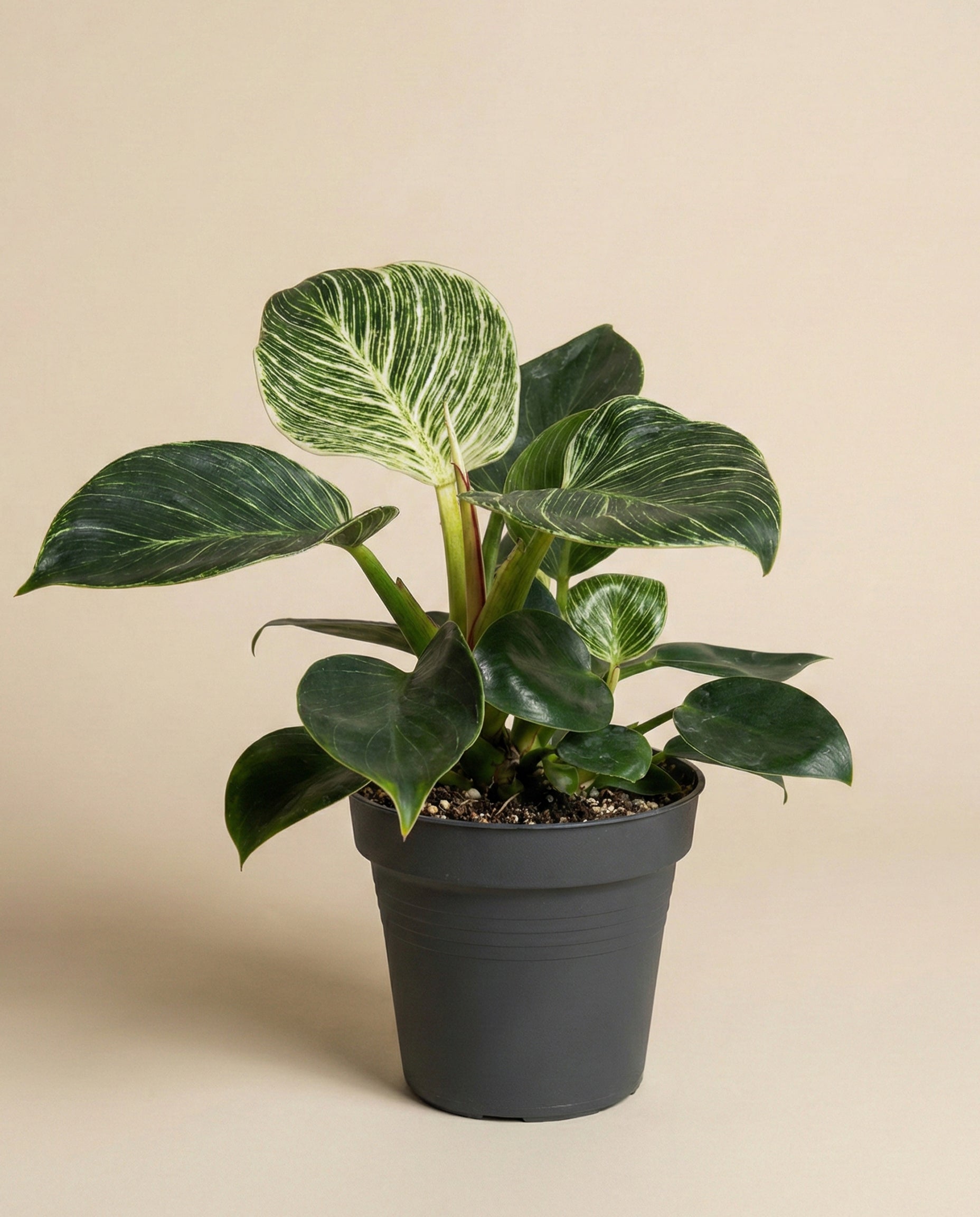 Ein Philodendron 'Birkin' - fey, pflegeleicht, mit üppig grünen Blättern, gedeiht in Spezialsubstrat.