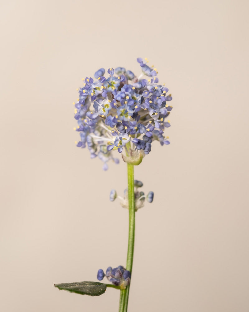 Detailaufnahmen der Blauen Säckelblume