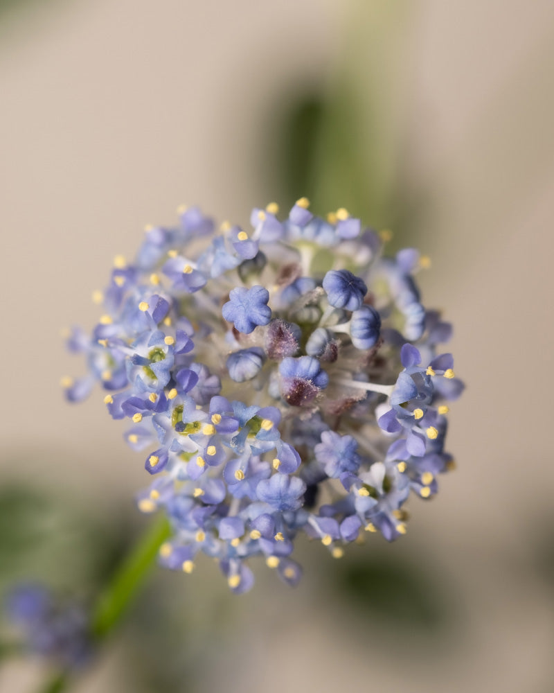 Detailaufnahmen der Blauen Säckelblume