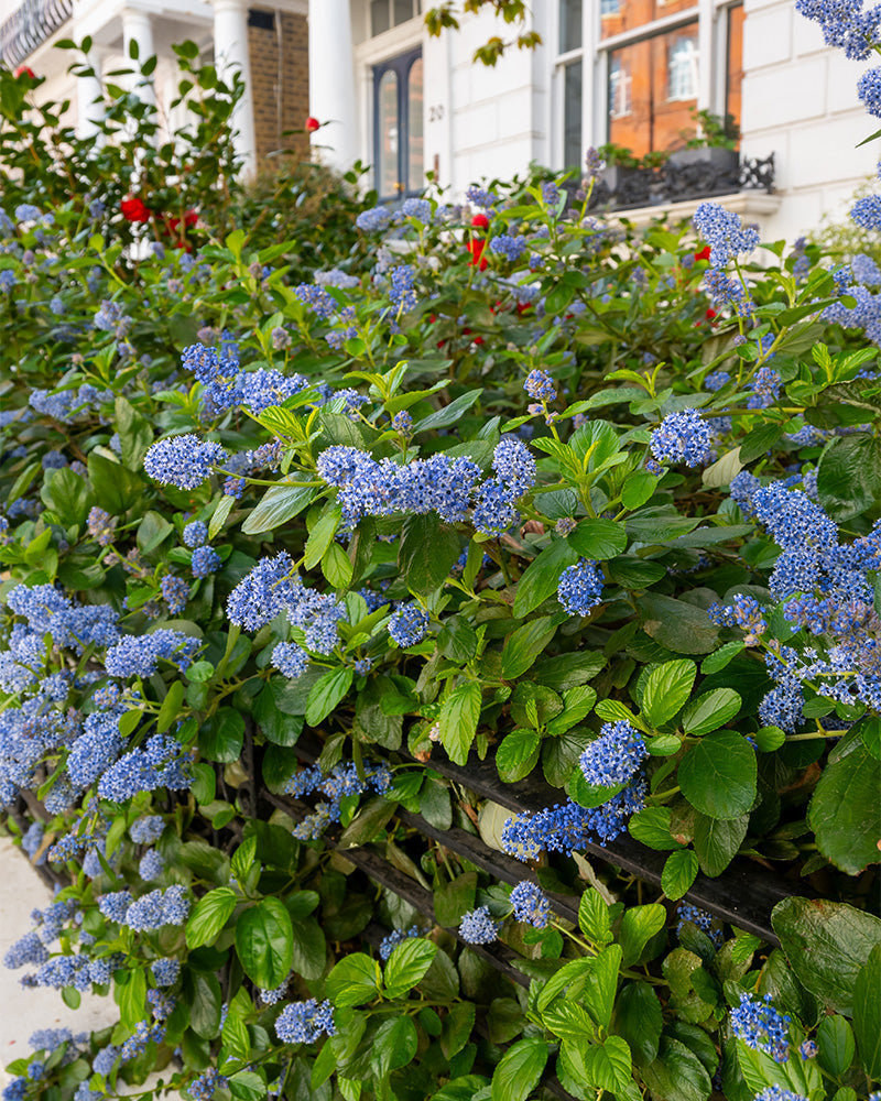 Blaue Säckelblume