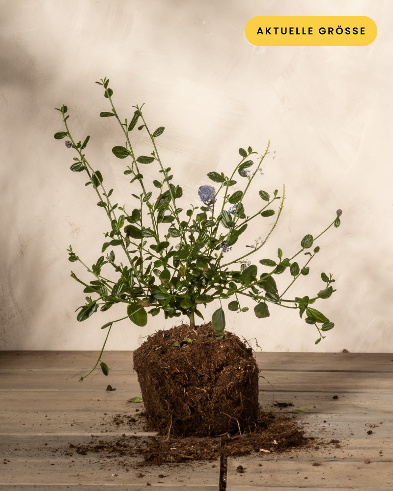 Blaue Säckelblume ohne Topf in der Hand