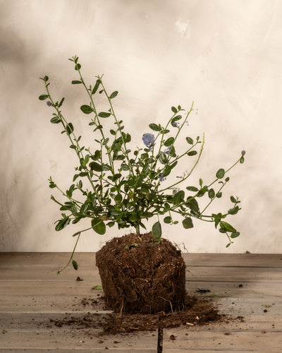 Blaue Säckelblume ohne Topf