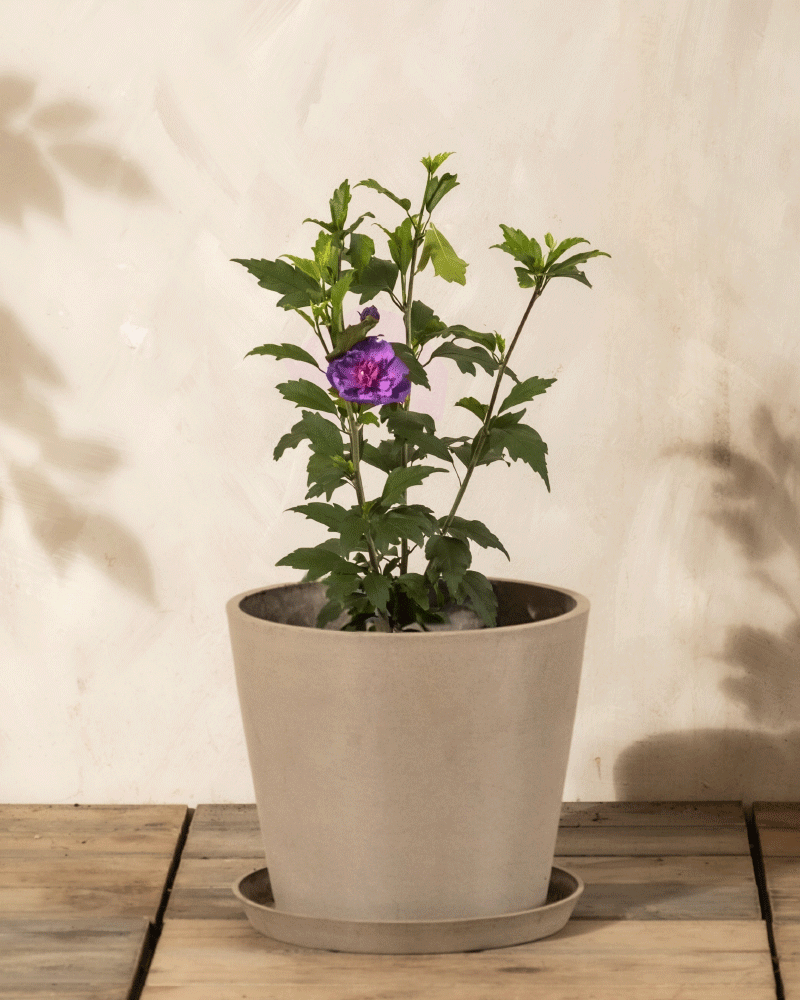Ein kleiner getöpferter Blauer Hibiskus mit grünen Blättern und einer einzelnen blauen Blüte steht auf einer hölzernen Fläche vor einer hellen Wand und verleiht dem Raum einen Hauch von winterlichem Charme.