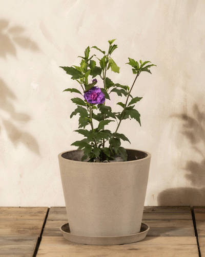 Ein kleiner getöpferter Blauer Hibiskus mit grünen Blättern und einer einzelnen blauen Blüte steht auf einer hölzernen Fläche vor einer hellen Wand und verleiht dem Raum einen Hauch von winterlichem Charme.