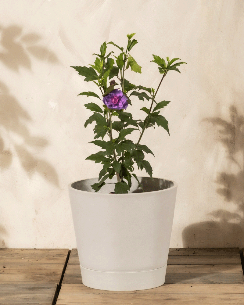 Ein Blauer Hibiskus, eine kompakte winterharte grüne Pflanze mit einer einzelnen violetten Blüte, steht in einem weißen Topf auf einer Holzfläche vor einer hellbeigen Wand.