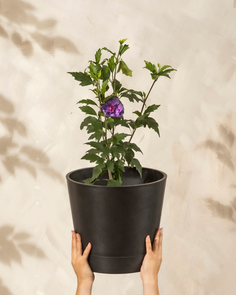Zwei Hände halten einen großen schwarzen Topf mit einem grün belaubten Blauen Hibiskus mit einer einzelnen lila Blüte vor einem hellbeigen, strukturierten Hintergrund.