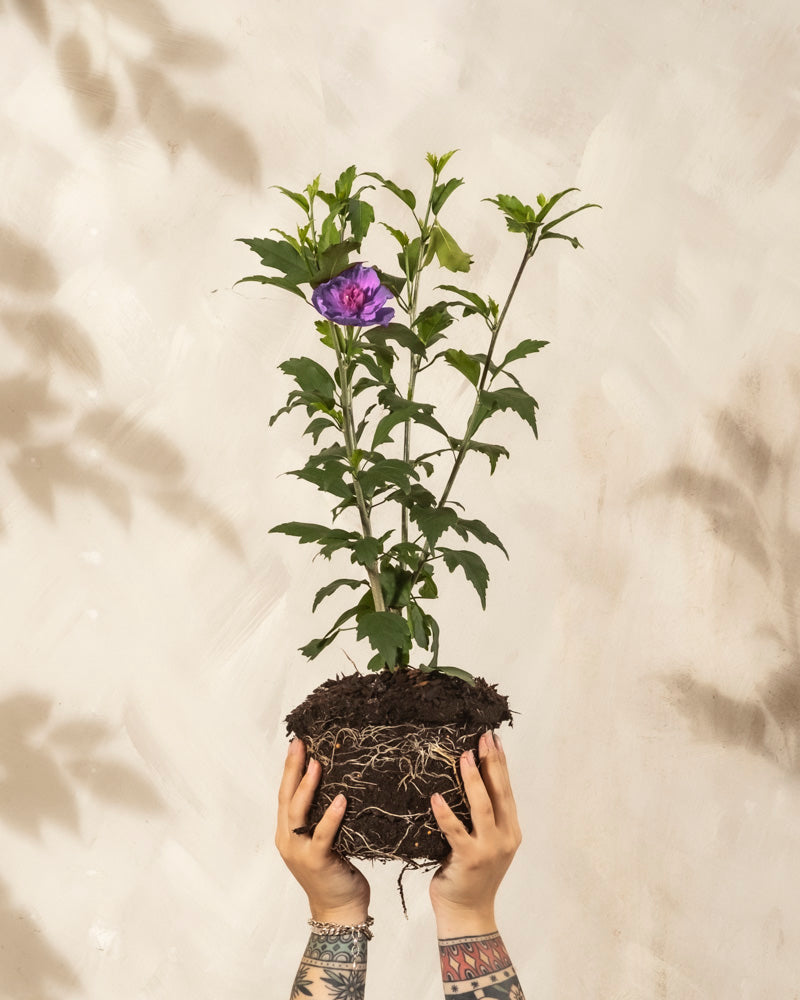 Zwei tätowierte Hände halten einen getopften Blauen Hibiskus mit freiliegenden Wurzeln und grünen Blättern, der eine einzelne lila Blüte trägt, vor einem hellbeigen Hintergrund.