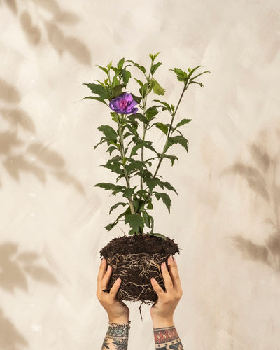 Zwei tätowierte Hände halten einen getopften Blauen Hibiskus mit freiliegenden Wurzeln und grünen Blättern, der eine einzelne lila Blüte trägt, vor einem hellbeigen Hintergrund.