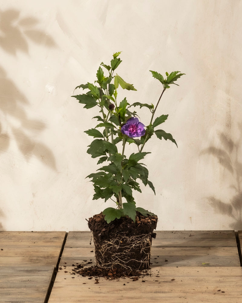 Ein getöpferter Blauer Hibiskus mit freiliegenden Wurzeln steht auf einer Holzfläche. Seine grünen Blätter und eine einzelne violette Blüte nahe der Mitte heben sich von einer hellen, strukturierten Wand mit weichen Schatten im Hintergrund ab.