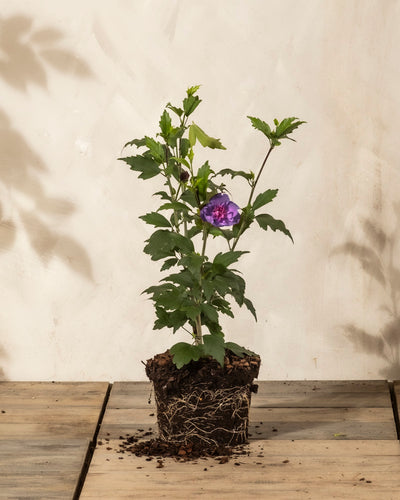 Ein getöpferter Blauer Hibiskus mit freiliegenden Wurzeln steht auf einer Holzfläche. Seine grünen Blätter und eine einzelne violette Blüte nahe der Mitte heben sich von einer hellen, strukturierten Wand mit weichen Schatten im Hintergrund ab.