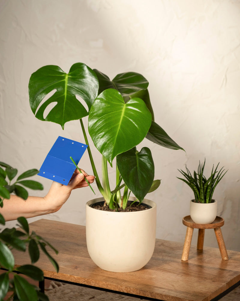 Eine Hand hält eine klebrige Insektenfalle von Blautafeln gegen Thripse neben einer großen Monstera in einem Topf auf einem Holztisch – ideal zur Bekämpfung von Thripse und Schädlingsbefall. Eine kleinere Pflanze steht auf einem Hocker in der Nähe vor einem schlichten, hellen Hintergrund.