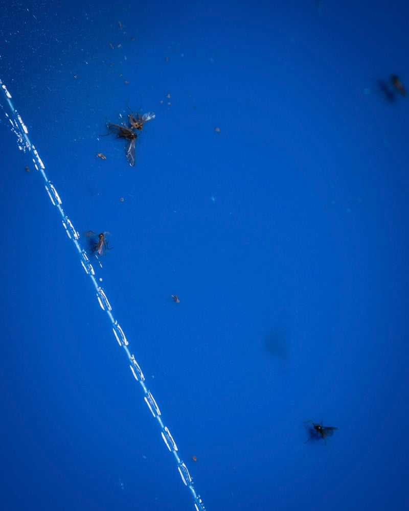 An einer blauen Klebefalle „Blautafeln gegen Thripse“ kleben mehrere kleine Fliegen, vermutlich Thripse, mit einem diagonalen weißen Klebestreifen, was auf erste Anzeichen eines Schädlingsbefalls hinweist.