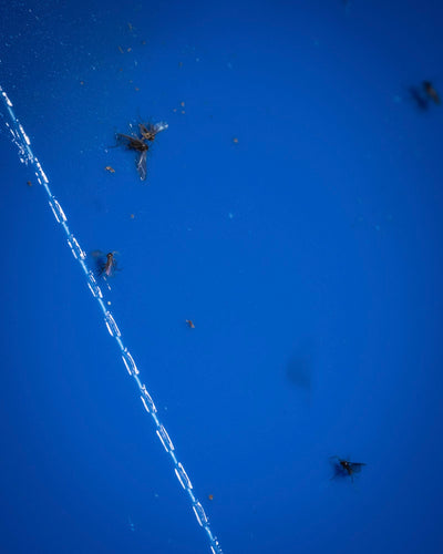 An einer blauen Klebefalle „Blautafeln gegen Thripse“ kleben mehrere kleine Fliegen, vermutlich Thripse, mit einem diagonalen weißen Klebestreifen, was auf erste Anzeichen eines Schädlingsbefalls hinweist.