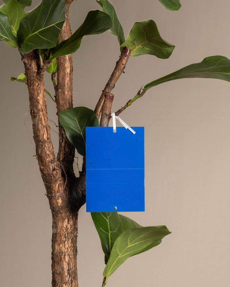 Eine Blautafel gegen Thripse, ein blaues Schild mit zwei weißen Schnüren, hängt vor einem beigen Hintergrund am Zweig einer grünen Zimmerpflanze – perfekt zum Erkennen von Thripse-Befall.