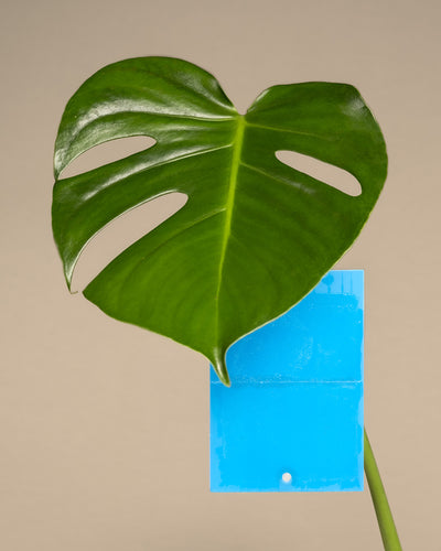 Blaufalle gegen Thripse hängt an einer Monstera-Pflanze