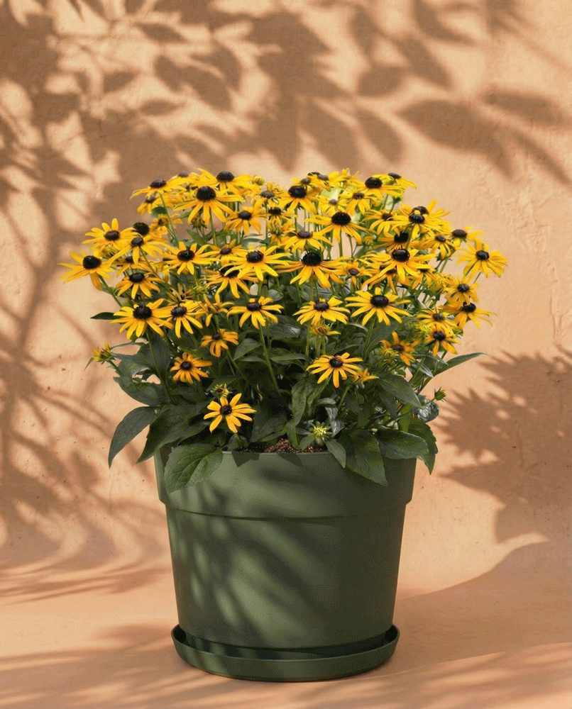 Ein grüner Topf mit Blüten des Gelben Sonnenhuts (Wurzelstock) - hellgelbe Blüten mit dunkler Mitte - hebt sich von einer hellbraunen Wand ab, während weiche Blattschatten der Szene einen künstlerischen, natürlichen Touch verleihen.