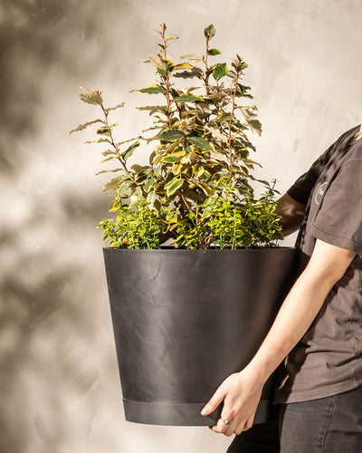 Eine Person in einem dunklen Hemd hält vor einem beigen Hintergrund einen großen schwarzen Blumentopf mit verschiedenen Pflanzen mit grünem und braunem Blattwerk, darunter Grün-Gelbes Set mit seinen charakteristischen gelb-grünen Blättern. Das Gesicht der Person ist außerhalb des Rahmens.