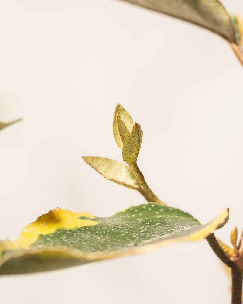 Nahaufnahme einer Pflanze mit grünen, gelb-grünen Blättern, von denen einige beginnen, neue Knospen zu sprießen. Die Blätter sind leicht gesprenkelt und eines hat einen gelben Fleck. Der Hintergrund ist in einer neutralen, hellen Farbe gehalten und hebt die Details des Grün-Gelben-Sets hervor.