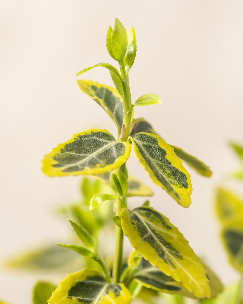 Nahaufnahme eines Bodendecker-Euonymus mit bunten Blättern. Das Grün-Gelbes-Set hat eine grüne Mitte mit gelben Rändern, was einen auffälligen Kontrast erzeugt. Die Pflanze sieht gesund und lebendig aus, an der Spitze des Stiels ist neues Wachstum sichtbar. Der Hintergrund hat eine sanfte, neutrale Farbe.