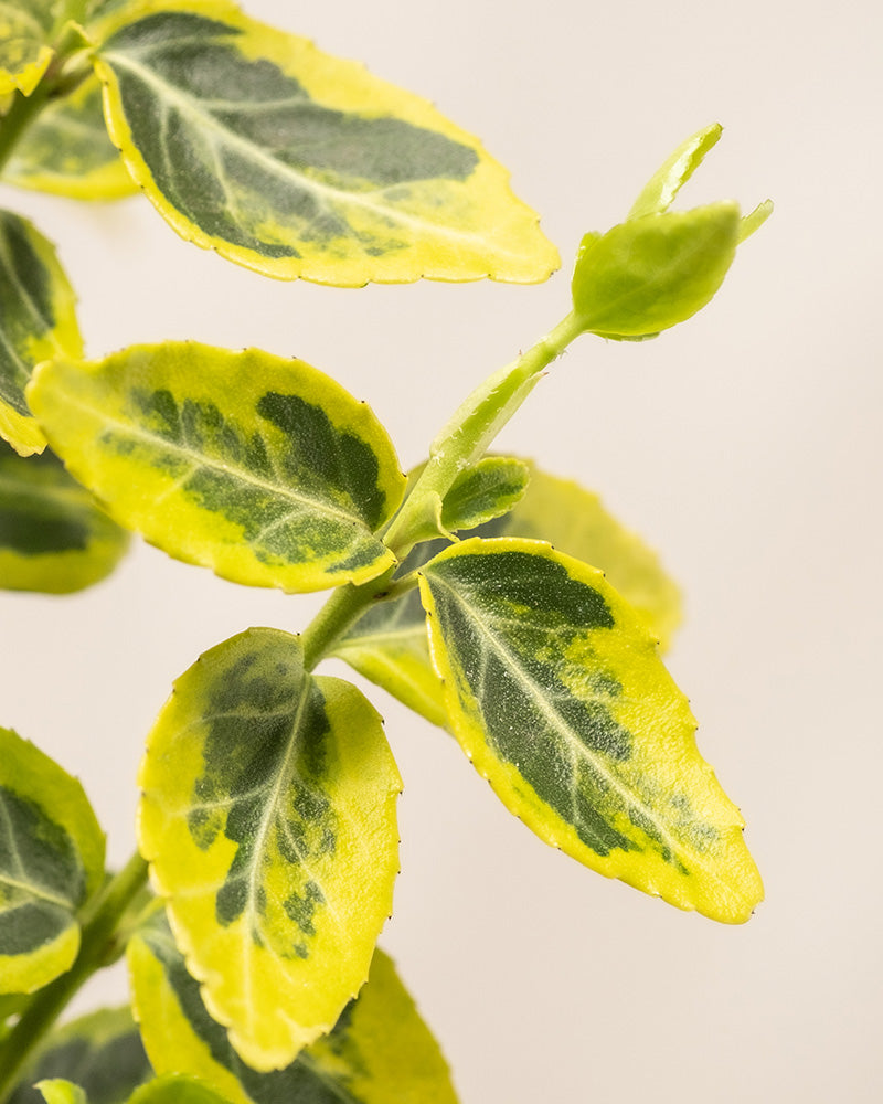 Eine Nahaufnahme von Grün-Gelbes Set mit hellgelben Rändern und dunkelgrüner Mitte. Die Blätter sind entlang eines Stiels angeordnet, mit einer neu entstehenden Blattknospe. Der weiche Hintergrund hebt die lebhaften Farben des Laubes hervor.
