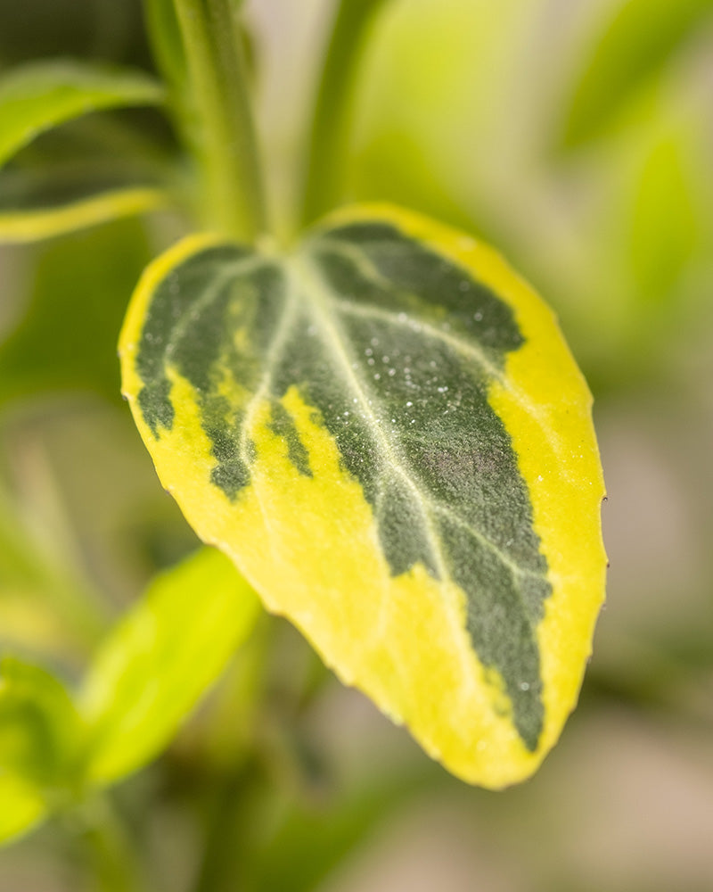 Nahaufnahme eines bunten Blattes eines Bodendecker-Euonymus (6er-Set). Das Blatt weist einen lebhaften Kontrast mit einer dunkelgrünen Mitte und einem leuchtend gelben Rand auf. Der Hintergrund ist sanft verschwommen, wodurch das einzigartige Farbmuster und die Textur des Euonymus fortunei hervorgehoben werden.