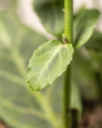 Nahaufnahme eines grünen, leicht runzeligen Blattes an einem Pflanzenstamm. Der Hintergrund zeigt verschwommenes Grün, wodurch das einzelne Bodendecker-Euonymus-Blatt (6er-Set) im Fokus hervorgehoben wird.