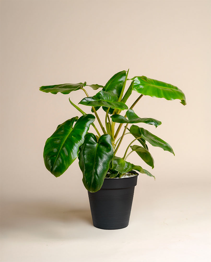 Ein getöpferter Philodendron 'Burle Marx' - feey mit üppigen, glänzend grünen Blättern wird in einem schwarzen Topf vor einem einfachen hellbeigen Hintergrund präsentiert.