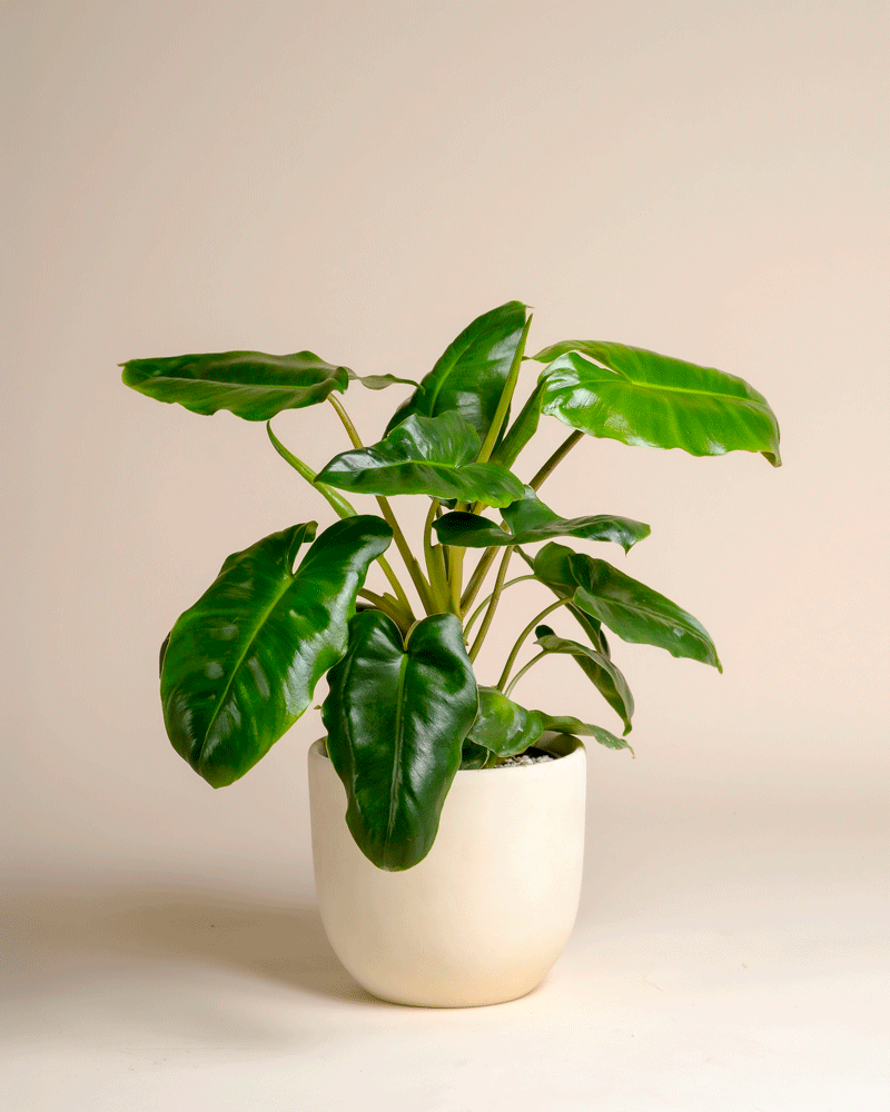 Ein Philodendron 'Burle Marx' von feey mit großen, glänzend grünen Blättern steht in einem einfachen weißen Keramiktopf vor einem schlichten beigen Hintergrund.