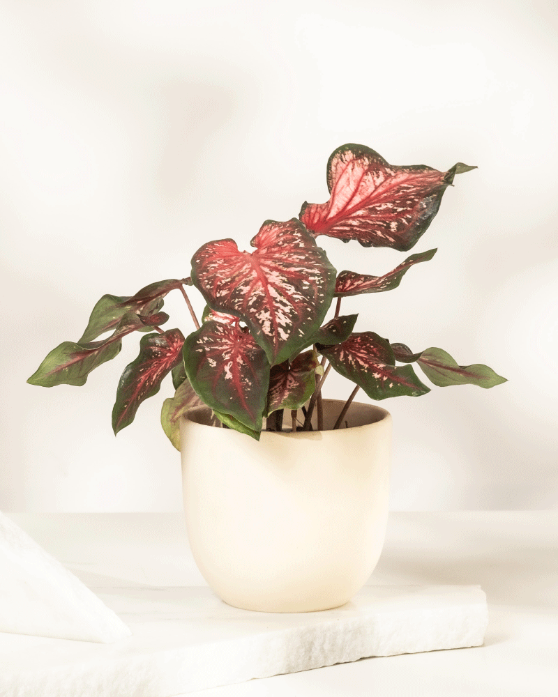 Caladium 'Desert Sunset'
