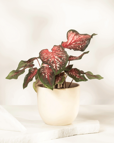 Caladium 'Desert Sunset'
