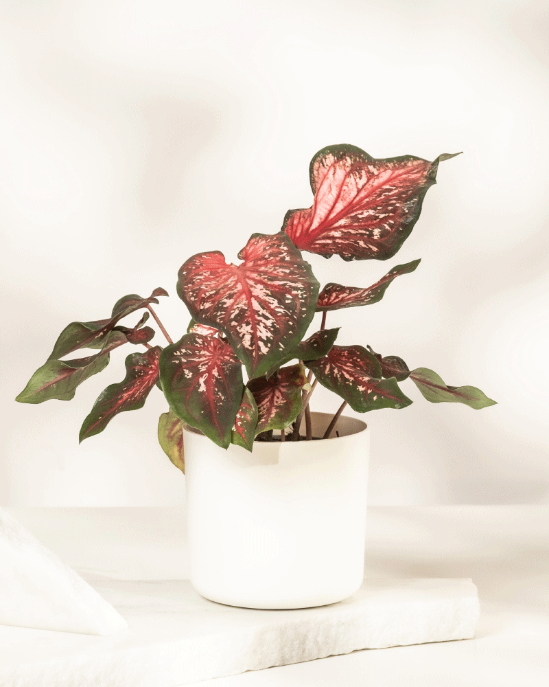 Caladium 'Desert Sunset'