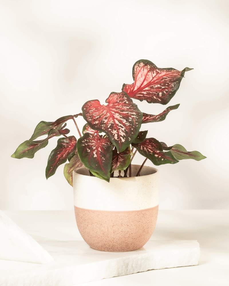 Caladium 'Desert Sunset'
