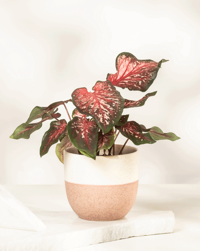 Caladium 'Desert Sunset'
