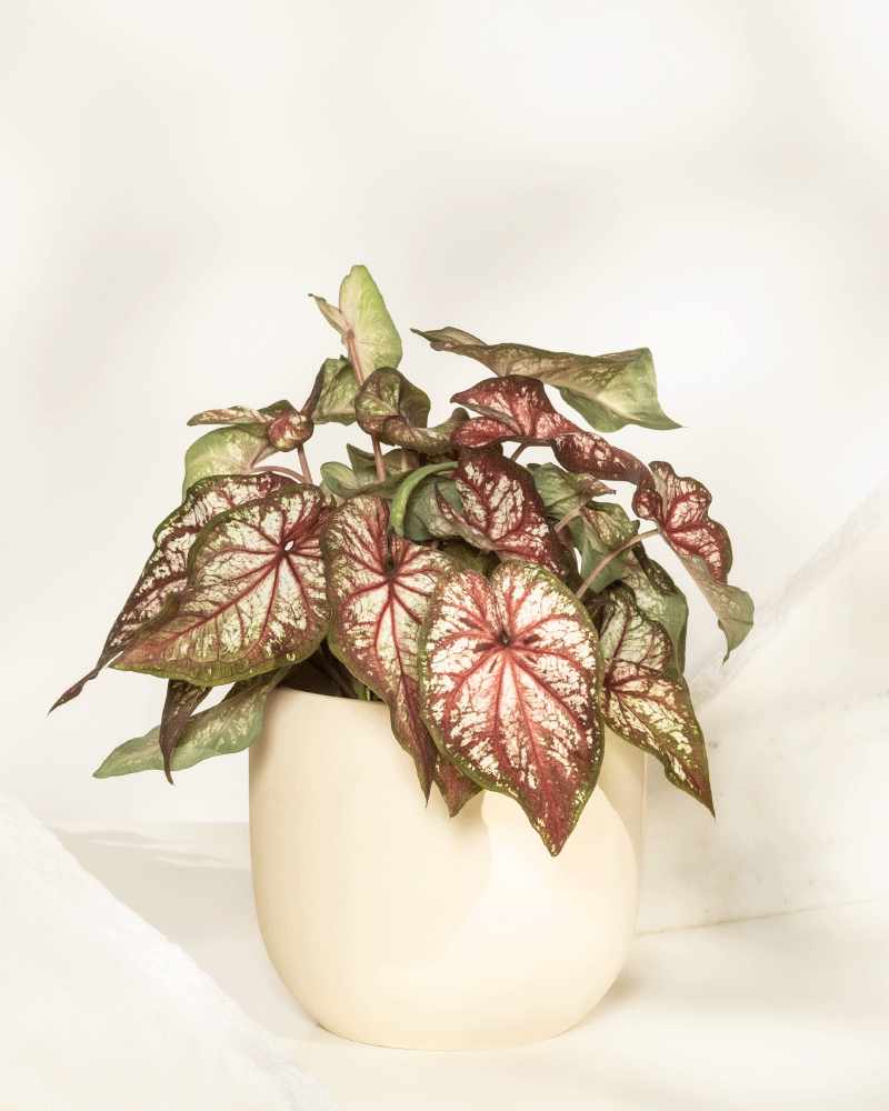 Das Caladium bicolor besticht durch seine großen, herzförmigen Blätter mit grünem Rand, weißer Mitte und roten Adern, die in einem einfachen, cremefarbenen Topf vor einem weichen, hellen Hintergrund präsentiert werden.