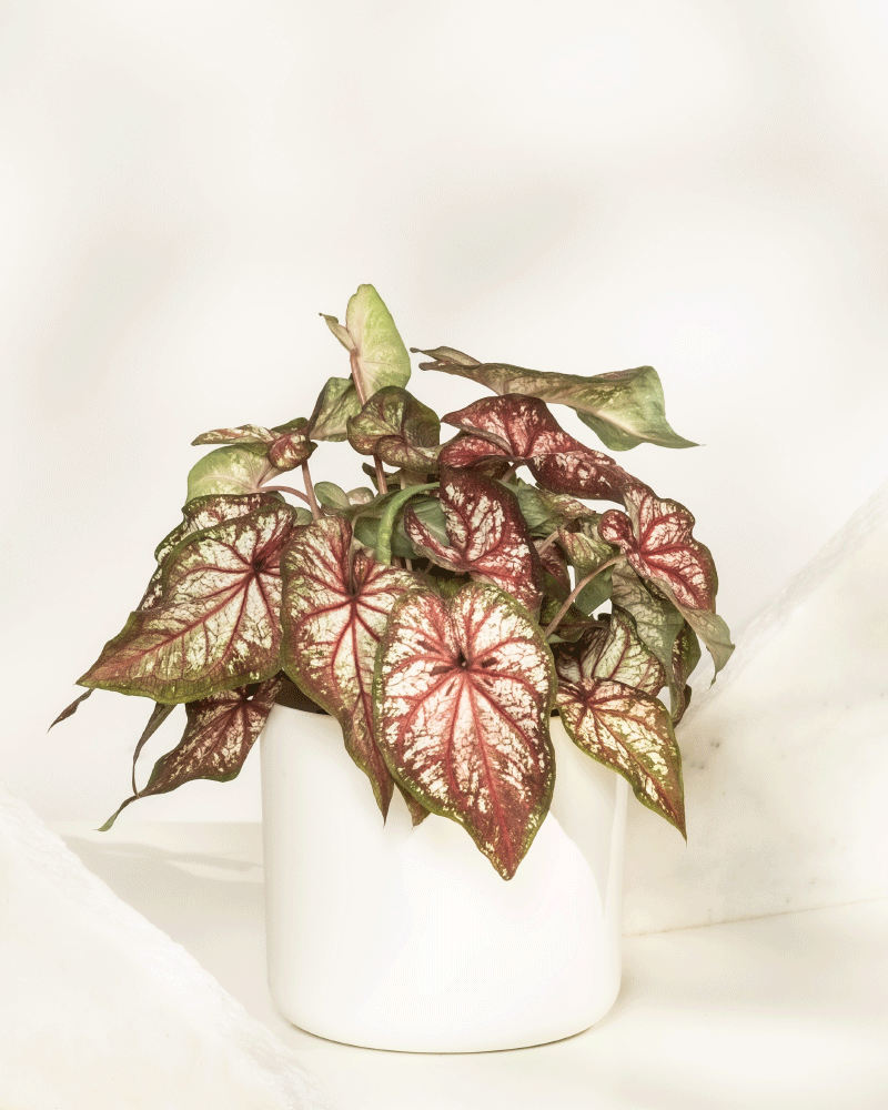 Caladium bicolor zeigt seine grün-roten Blätter in einem schlichten weißen Topf vor neutralem Hintergrund - ideal als stilvolle Zimmerpflanze.