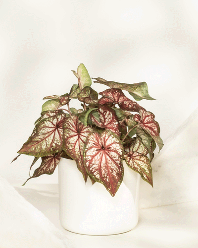 Caladium bicolor zeigt seine grün-roten Blätter in einem schlichten weißen Topf vor neutralem Hintergrund - ideal als stilvolle Zimmerpflanze.