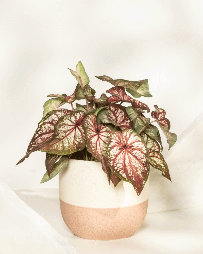 Ein Caladium bicolor mit großen, herzförmigen Blättern mit grünem Rand, roter Mitte und weißen Adern steht in einem beige-rosafarbenen Keramiktopf vor einem hellen Hintergrund.