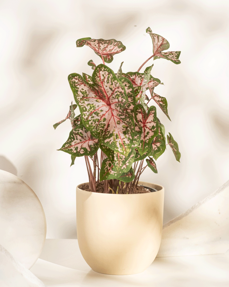 Caladium 'Carolyn Whorton'