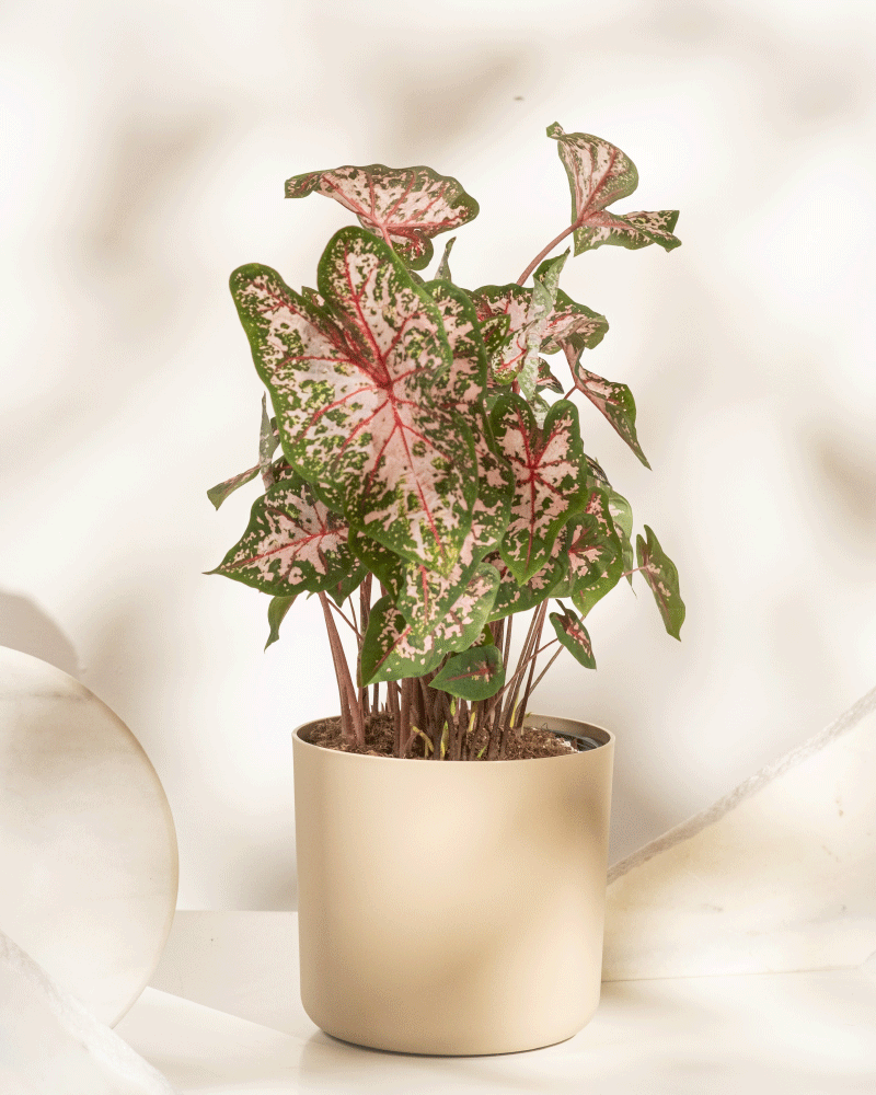 Caladium 'Carolyn Whorton'