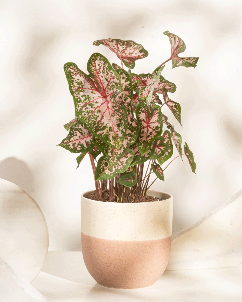 Caladium 'Carolyn Whorton'
