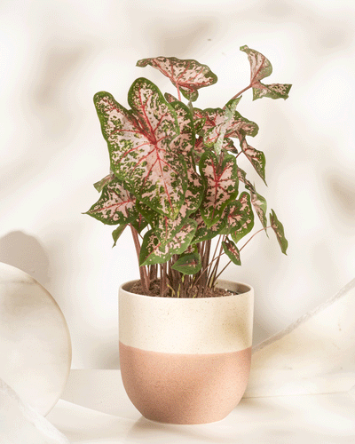 Caladium 'Carolyn Whorton'