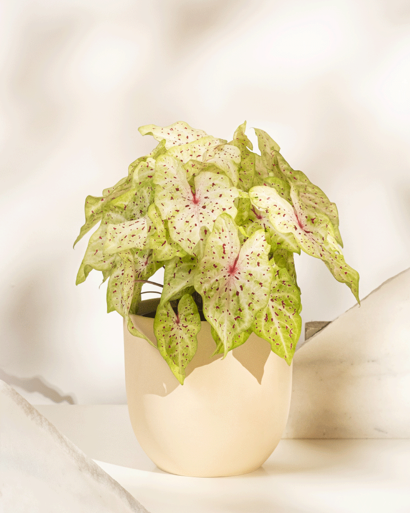 Das Caladium „Miss Muffet“ zeigt hellgrüne Blätter mit rosa Adern und dunkelgrünen Sprenkeln und wird in einem glatten, hellbeigen Topf auf einer weißen Oberfläche vor einem leicht verschwommenen, neutralen Hintergrund präsentiert.