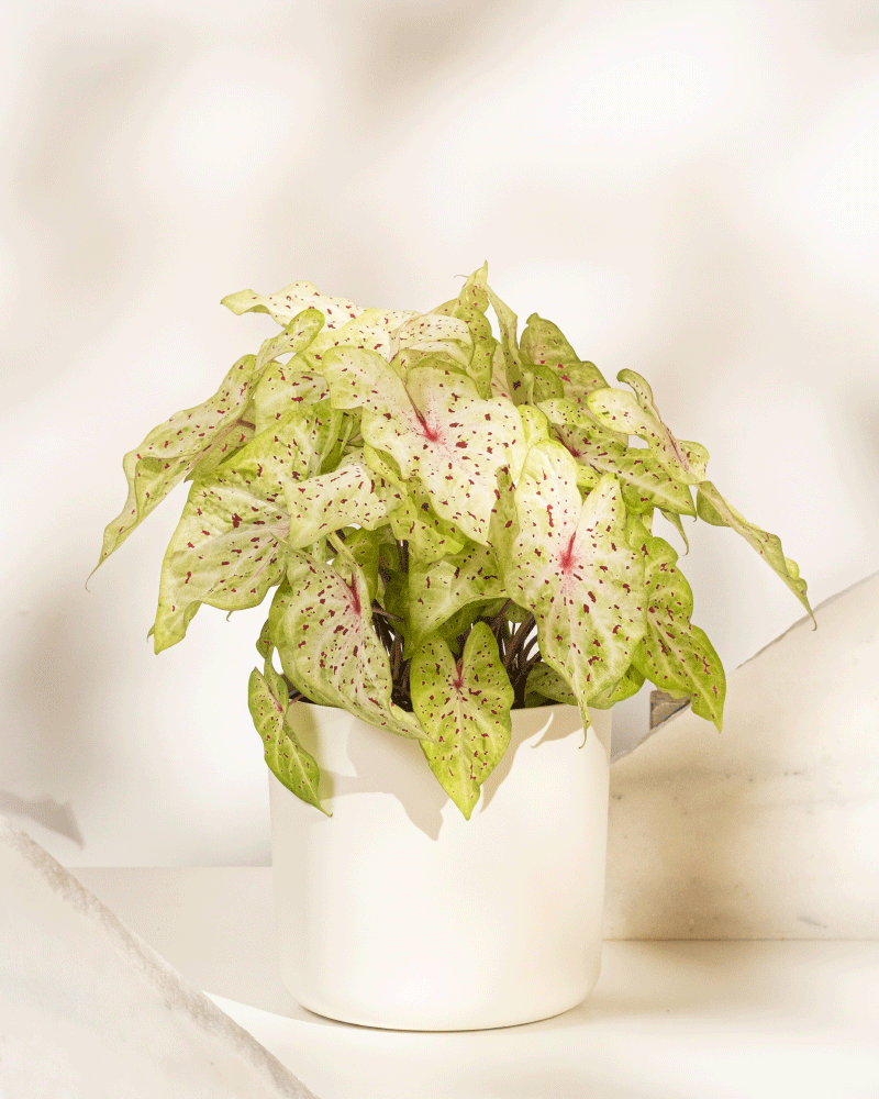Caladium „Miss Muffet“: Hellgrüne Blätter mit rosa und dunklen Flecken, präsentiert in einem einfachen weißen Topf auf einem sanft beleuchteten, neutralen Hintergrund.