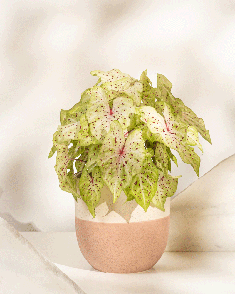 Das pflegeleichte Caladium 'Miss Muffet' mit hellgrünen Blättern und rosa-weißen Sprenkeln ist eine charmante, saisonale Zimmerpflanze für jedes Zuhause.